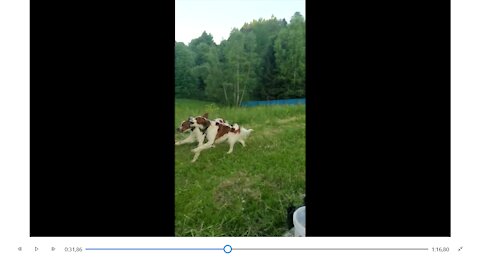 My dog ​​sees his brother after a year.They play like this all day.They are really happy together.