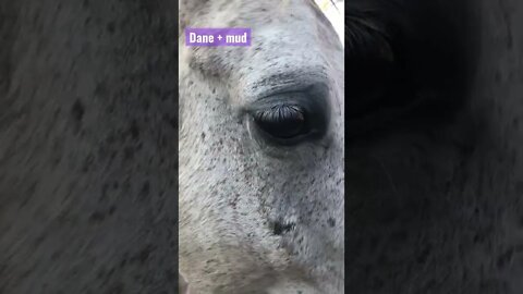 Dane + mud, for all the white horses of the world #shortvideo #whitehorse #mud #mudhorse