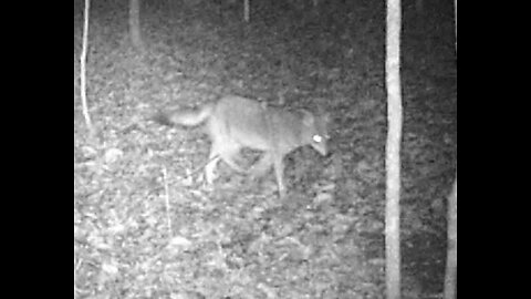 Coyote at the Cabin 2-26-2024