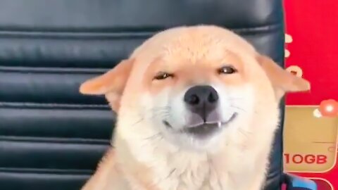 Look ! It's funny ! This cute Shiba dog own a smiley face and look like laughing !