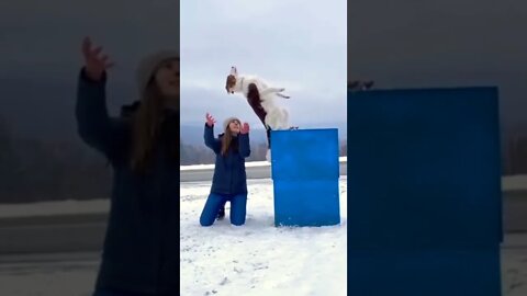 Amazing jump by Dog🐶🐩 #shorts #dog