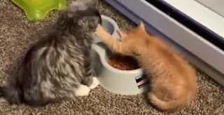 Gato protege comida do companheiro enquanto come