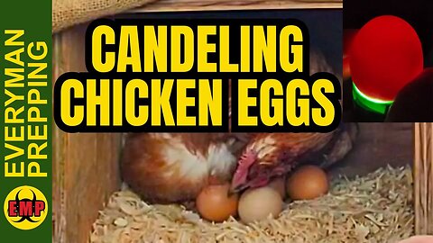How To Candle Chicken Eggs - Quick & Easy Method - Prepping - Egg Candling