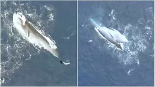 Drone captures Bryde's whales feeding in Curaçao