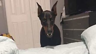 Dog tries to bark its way into bed!