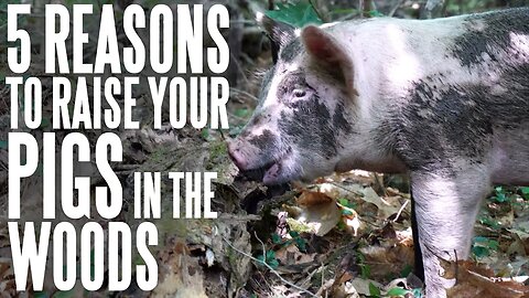 5 Reasons to Forest Pasture Your Pork