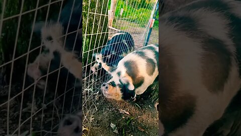 Life with Pigs #pigs #kunekune #farmanimals #homestead #foryou #fyp #farm