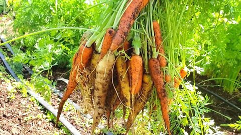 How to Harvest Carrots EASILY