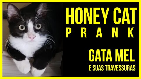 Honey cat - A Gata mel