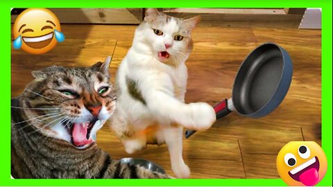 Funniest cat and dogs videos