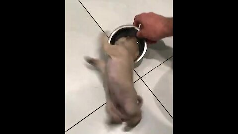 Pug Puppy Goes Absolutely Bonkers For Dinner Time