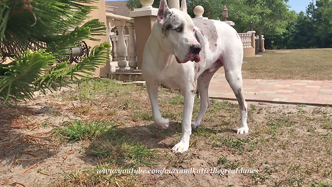 Heartbroken Great Dane Searches Inside And Outside Looking For His Sister