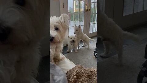 What we are doing on a rainy day #funny #dogs #westie #shortvideo