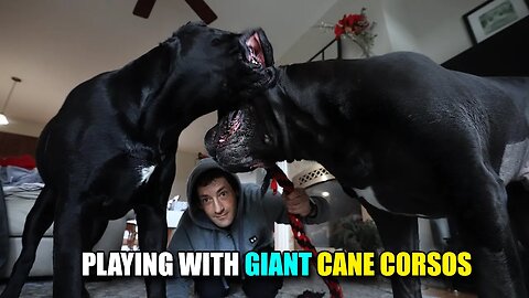 Giant Male Cane Corsos Interacting - Raw Video