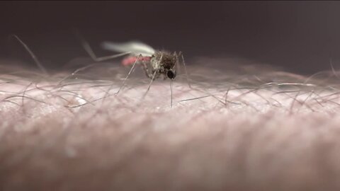 Fort Collins to spray for mosquitoes Sunday amid high levels of West Nile virus
