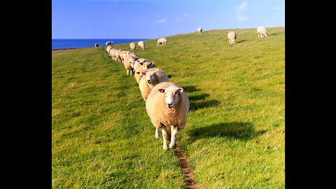COVID Histrionics and Sheeple