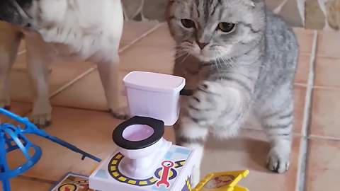 Angry Pug Accuses Cat Of Cheating During A Board Game