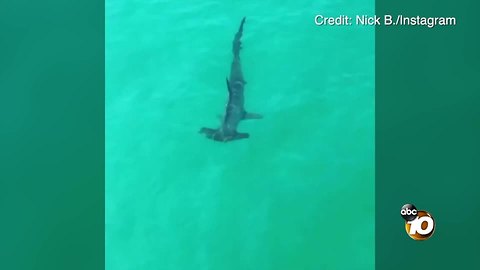 Oceanside hammerhead shark sighting