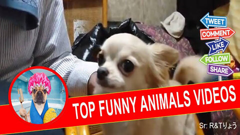 Animal hullulloo funny video🤣🤣