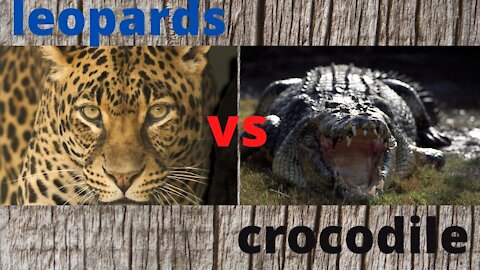 leopards vs crocodiles