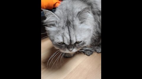 Persian Chinchilla cat's yawn