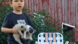 Cuteness Overload! These Kittens Running Off The Blanket Will Make You Say Awww!