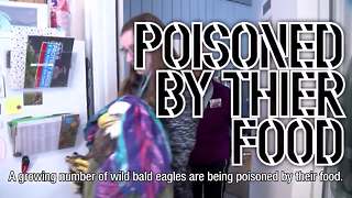 Bald eagles dying from lead poisoning