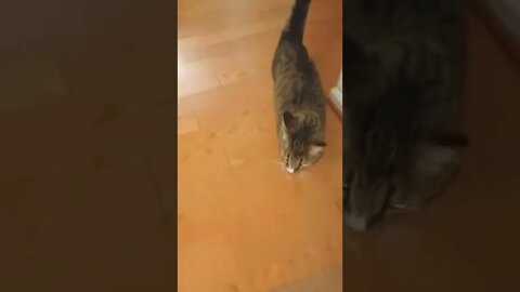 Being Chased by a Fast Cat