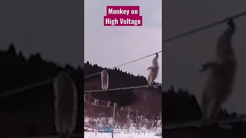 Monkey on High Voltage lines #short #shorts #monkeys #animalshorts #monkeyshortfunny
