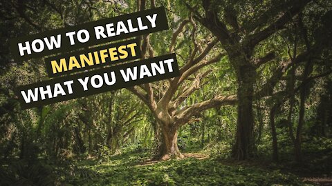 How to Really Manifest What You Want | Relaxing and Calming Forest Footage