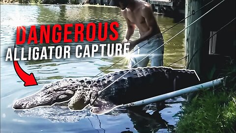 In the Water With An Angry 9 Foot Alligator!