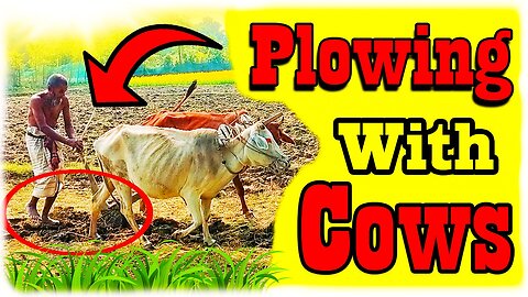 Plowing With Cows Traditional Farming | How To Plow The Land With Cow Video by Notun Luxury