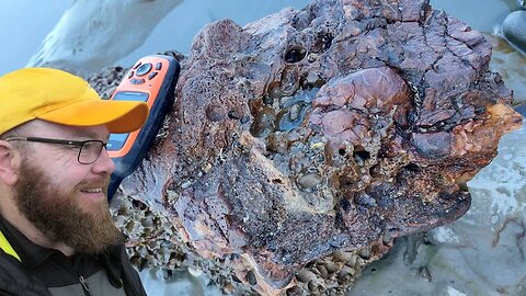 Rainy day fossil hunting on a secluded beach [huge fossil bones, skull?]