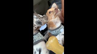 Danoodle puppy lovingly cleans Chihuahua’s ears