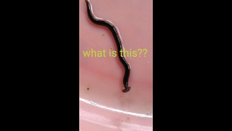 Tape worm?? Please answer me