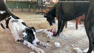 Funny Great Danes Remove Squeaker from Stuffed Gnome Toy