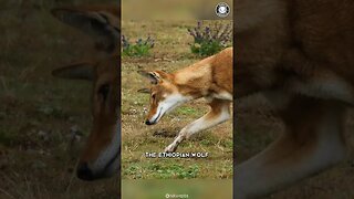 Ethiopian Wolf 🐺 Unbelievable Survival Tactics!