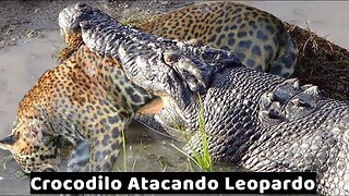 Crocodilo Atacando Leopardo