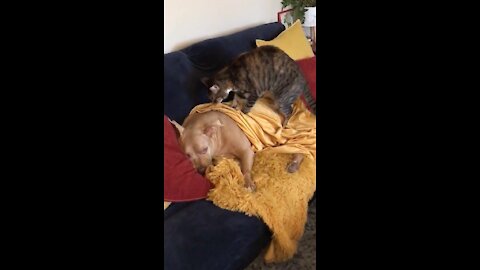 Napping dog lets kitty friend give relaxing massage