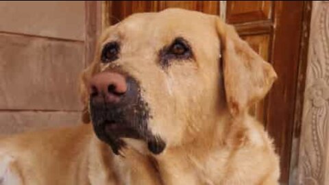 Labrador adora cantar ao som de teclado!