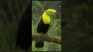 The Keel Billed Toucan Facts #shorts #interestingfacts #animals #birds