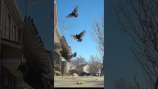 Starlings And Junco In Flight #Shorts 🍄