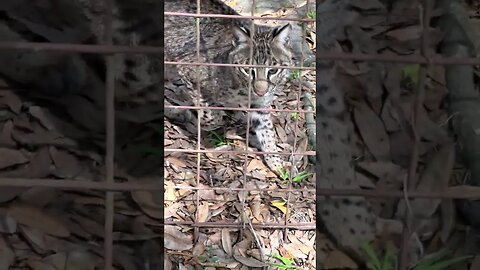 Peek-A-Boo, Sneak, Chase, and Hiss, BOBCAT SYLE