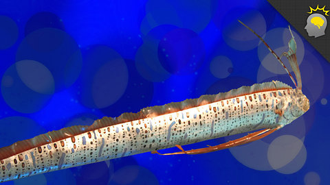 Stuff to Blow Your Mind: Giant Oarfish, Oh my! - Science on the Web