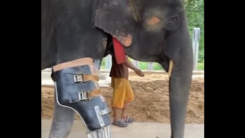 elephant at the world's first hospital for elephants, the Friends of the Asian Elephant Foundation