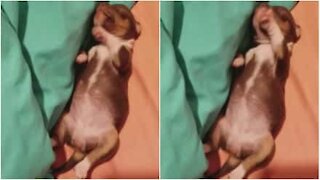 Bébé chihuahua a le sommeil agité
