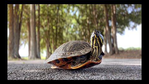 Turtle Stuck in the Road iPhone 13 Pro video capture from the Farm at Wolf Creek in Barnesillve, GA