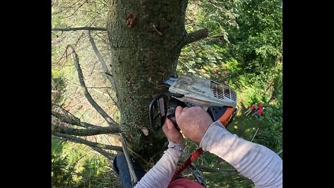 Cutting the top off a dead Douglas Fir