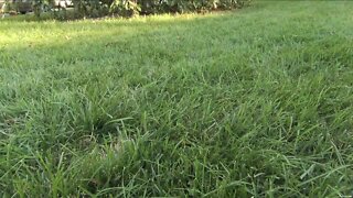 Melinda's Garden Moment - low maintenance lawn