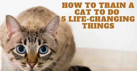 How to Train a Cat to Do 5 Life Changing Things